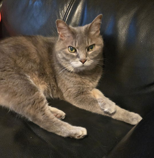 猫がゴロゴロいう時は