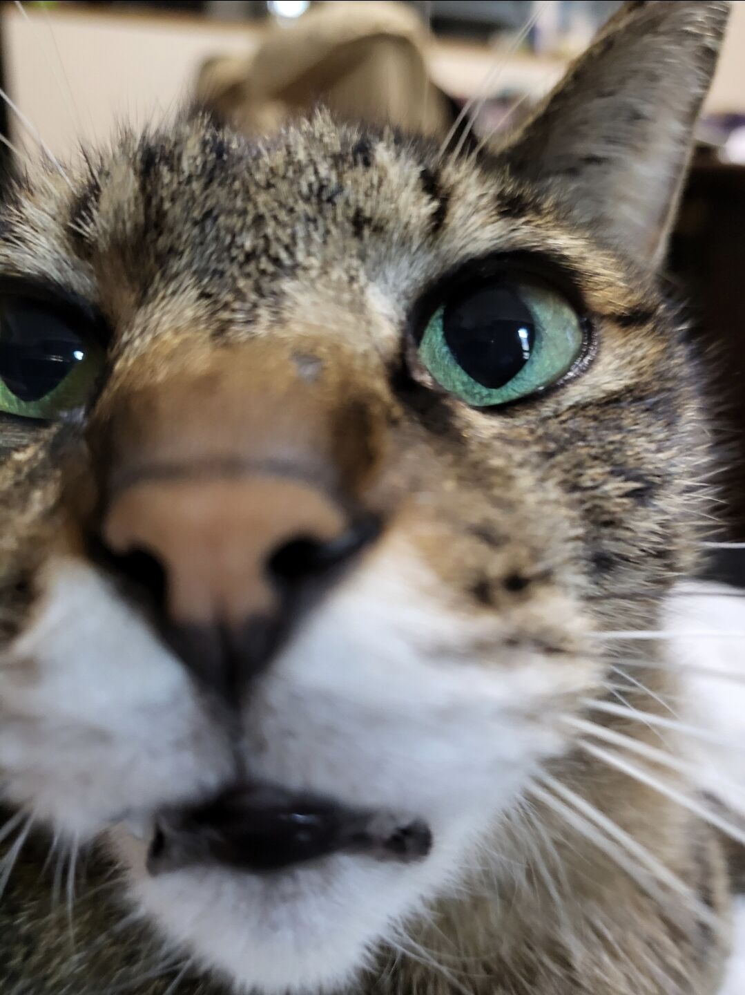 猫は好き、人は嫌いなあのにおい